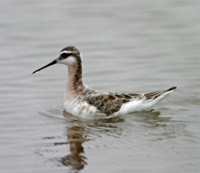 Wilson's Phalarope - breeding male_8224.jpg