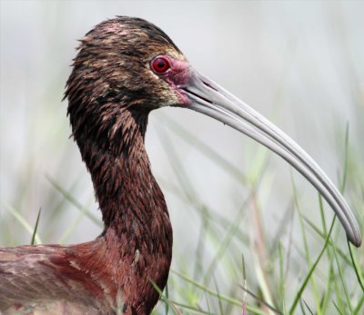 White-faced Ibis_8377.jpg