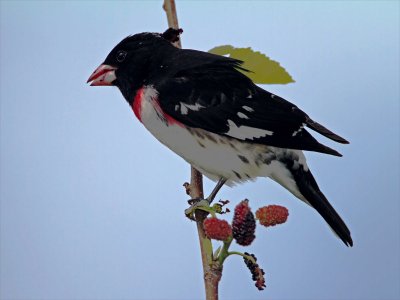 Rose-breasted Grosbeak - male_8432.jpg