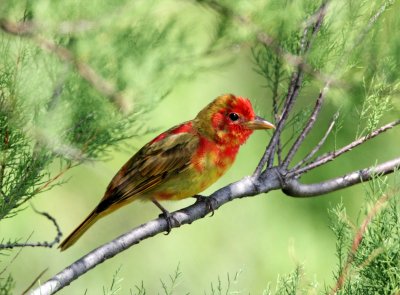 Summer Tanager - male molting_8459.jpg