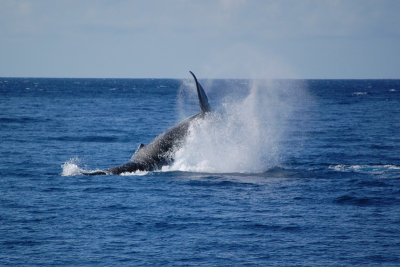 Whales!