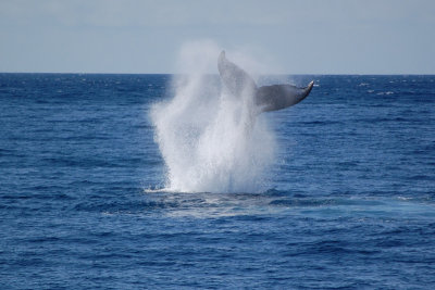 Humpback whale tail