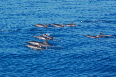 Spinner Dolphins