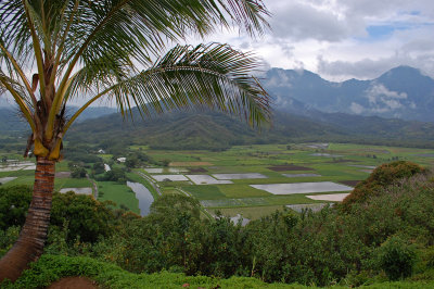 Hanalei Valley Lookout