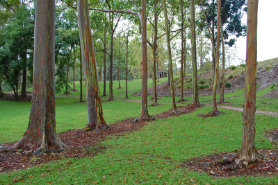 Keahua Arboretum
