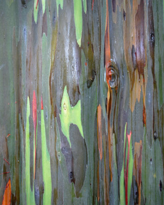 Rainbow tree