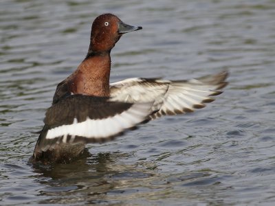 Witoogeend - Ferruginous Duck - Aythya nyroca (male)