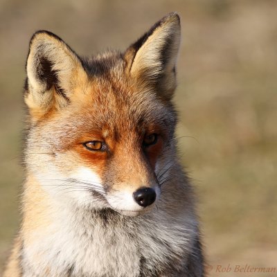 Vos - Fox
