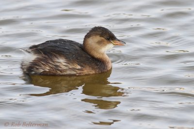 Dodaars - Little Grebe