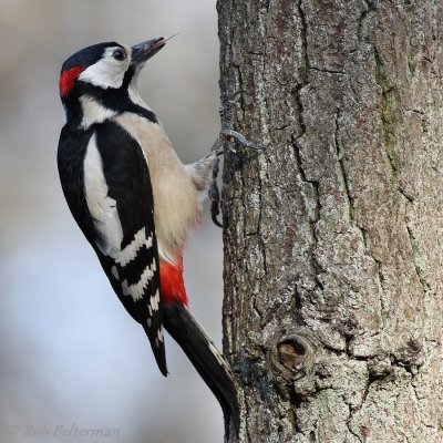 Grote Bonte Specht (Dendrocopos major)Male