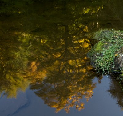 Drumtochty Woods