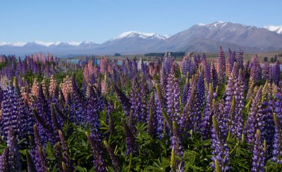 Spring Lupins