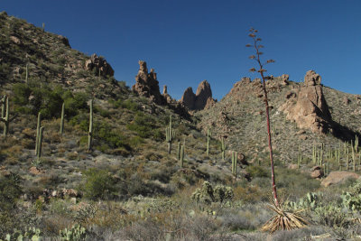 View of Weaver's Needle in the background