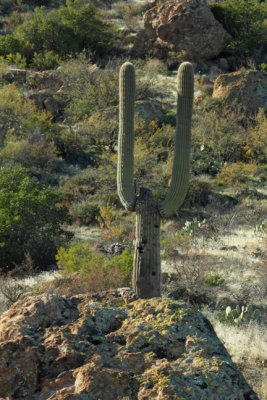 Nature's goalpost