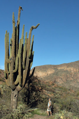 Bluff Springs Trail to Giant Cactus