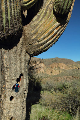 Giant saguaro stash