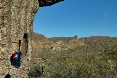 Giant saguaro stash 2