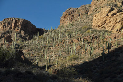 Saguaro slope