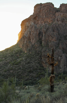 Last stand of an old saguaro