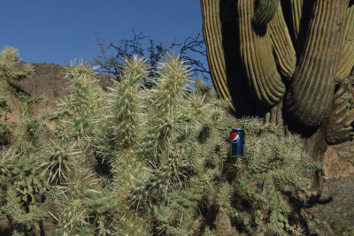 Among the cholla and giant saguaro