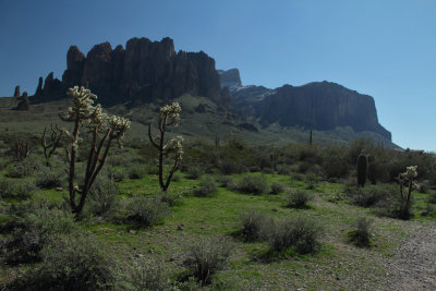 Recent precip has left the desert carpeted in green