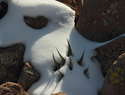 Snow daggers