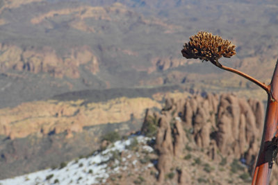 Agave