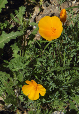 Mexican poppies near base of the Superstition western ediface
