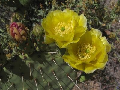 Prickly Pear blooms