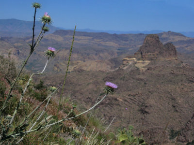 New Mexico Thistle and Weaver's Needle