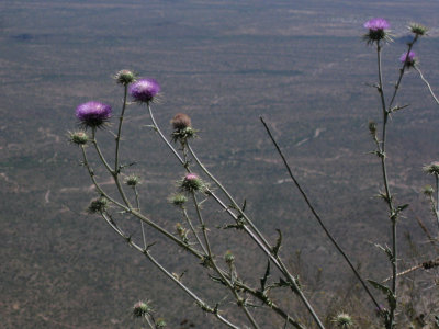 New Mexico Thistle on the edge