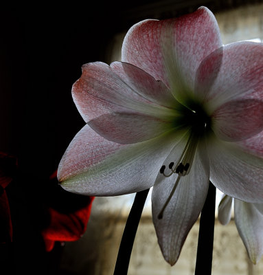 houseplant 2b