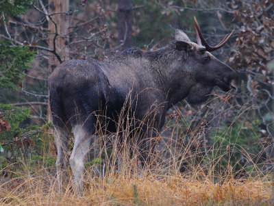 lg-Elk-(Alces Alces)