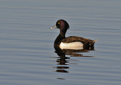 Vigg-Tufted duck-(Aythya Fuligula)