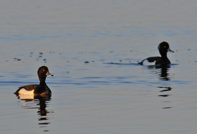 Vigg-Tufted duck-(Aythya Fuligula)