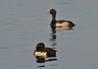 Vigg-Tufted duck-(Aythya Fuligula)