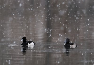 Vigg-Tufted duck-(Aythya Fuligula)
