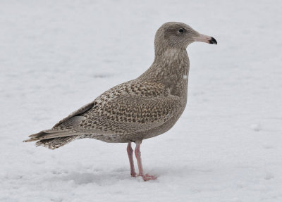 Vittrut-Glaucous gull-(Larus Hyperboreus)