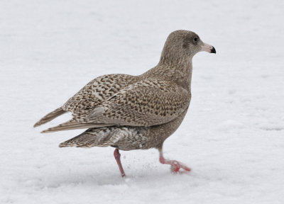 Vittrut-Glaucous gull-(Larus Hyperboreus)