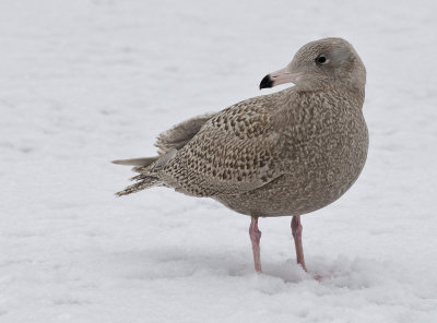 Vittrut-Glaucous gull-(Larus Hyperboreus)