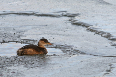 Smdopping-Little grebe-(Tachybaptus Ruficollis)