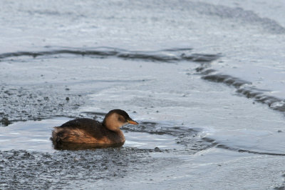 Smdopping-Little grebe-(Trachybaptus Ruficollis)