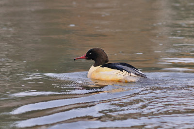 Storskrake-Goosander-(Mergus Merganser)