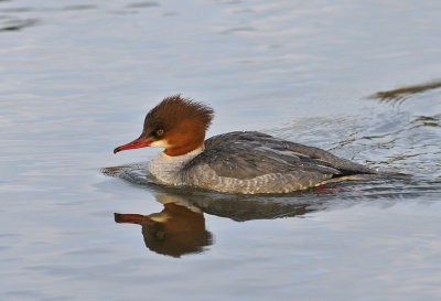 Storskrake-Goosander-(Mergus Merganser)