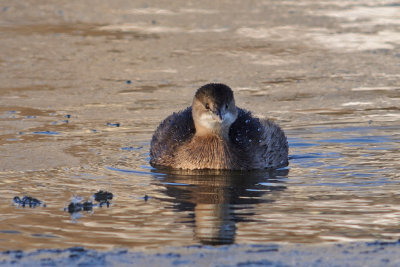 Smdopping-Little grebe-(Tachybaptus Ruficollis)