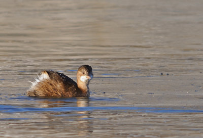Smdopping-Little grebe-(Tachybaptus Ruficollis)