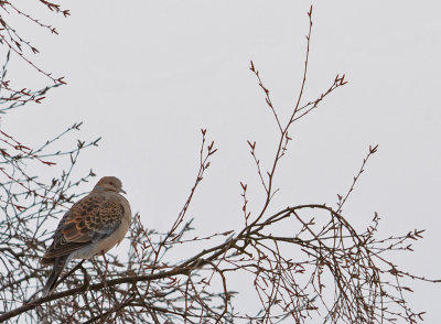 Strre turturduva-Oriental turtle dove-(Streptopelia Orientalis)