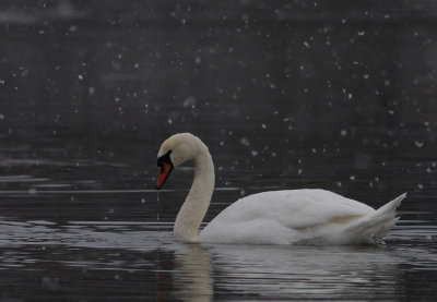 Knlsvan-Mute swan-(Cygnus Olor)