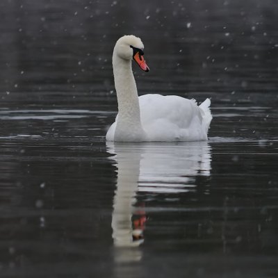 Knlsvan-Mute swan-(Cygnus Olor)