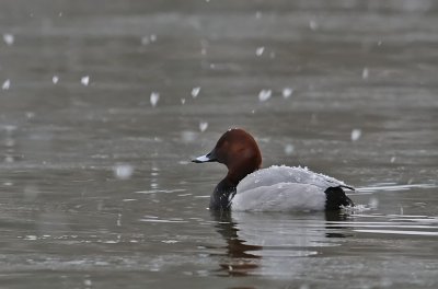Brunand-Common pochard-(Aythya Ferina)